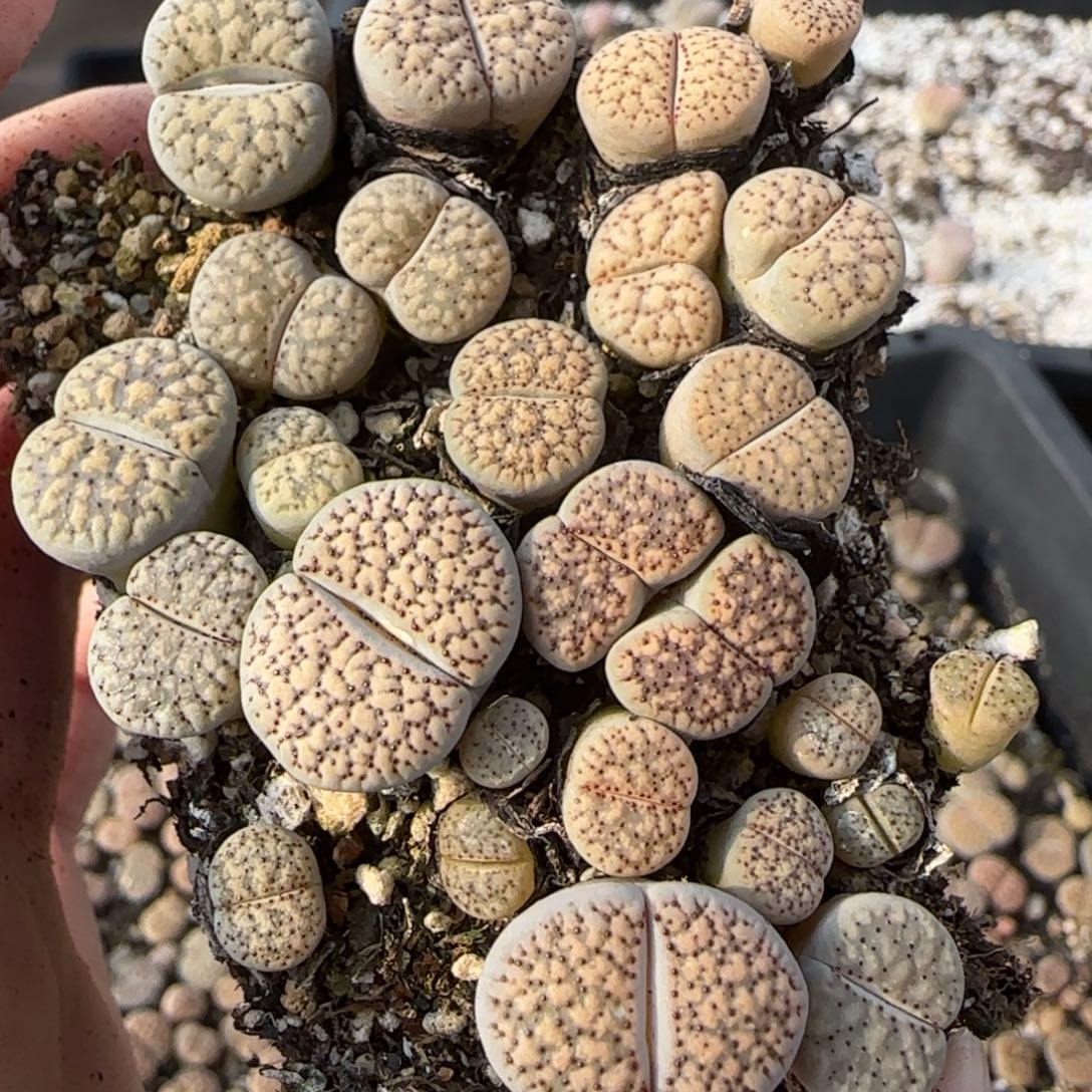 12.9爱萌多肉母本120朝贡福利8061