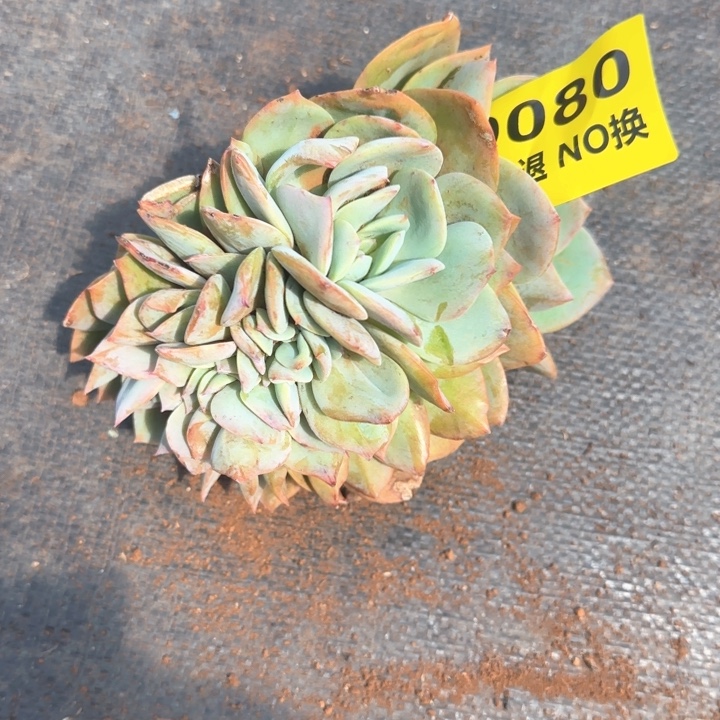 80号血凤缀化群生