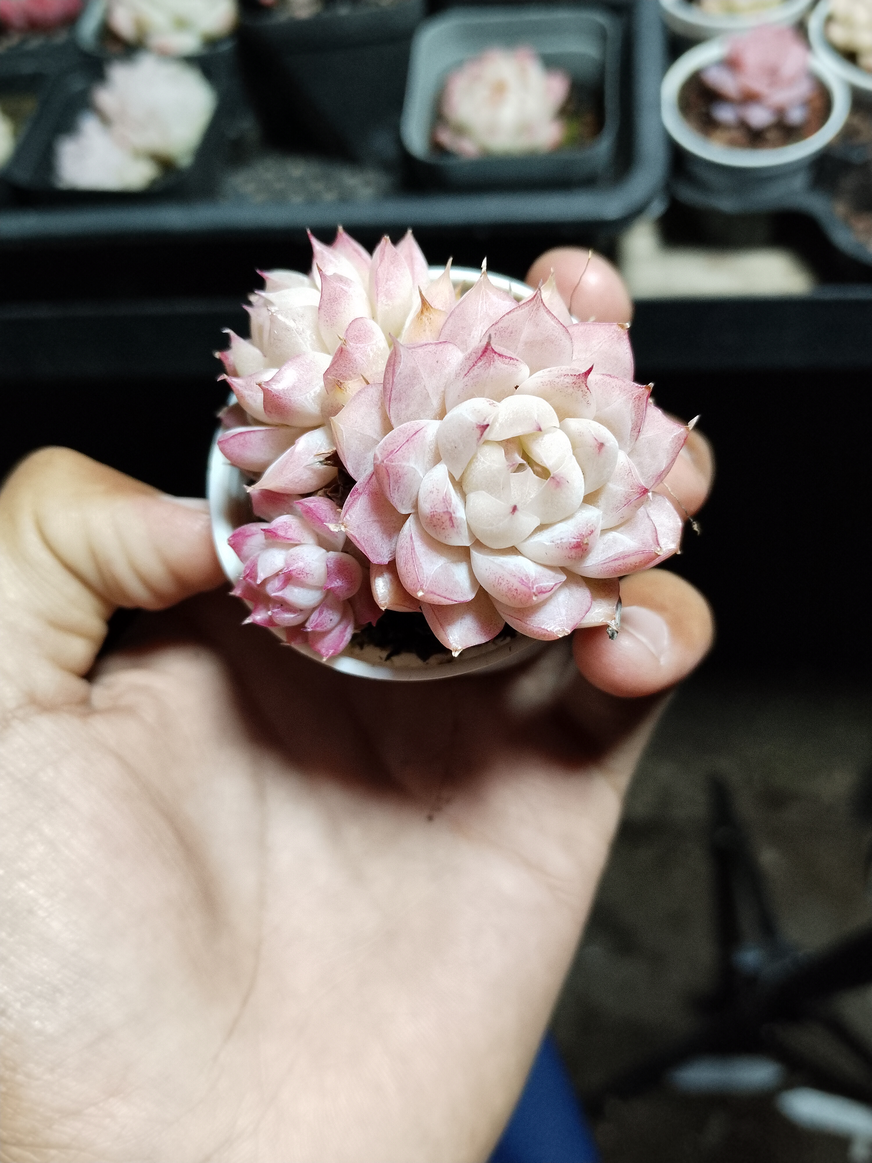 圆杯小麦杆、小女王 单头多头精品