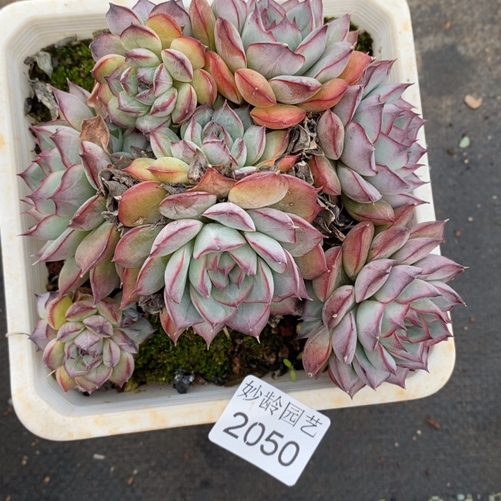 白***白2050不售后特～13厘米