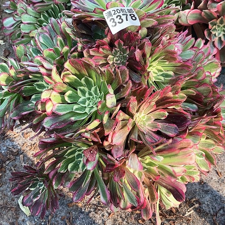 3378 一颗同花顺法师