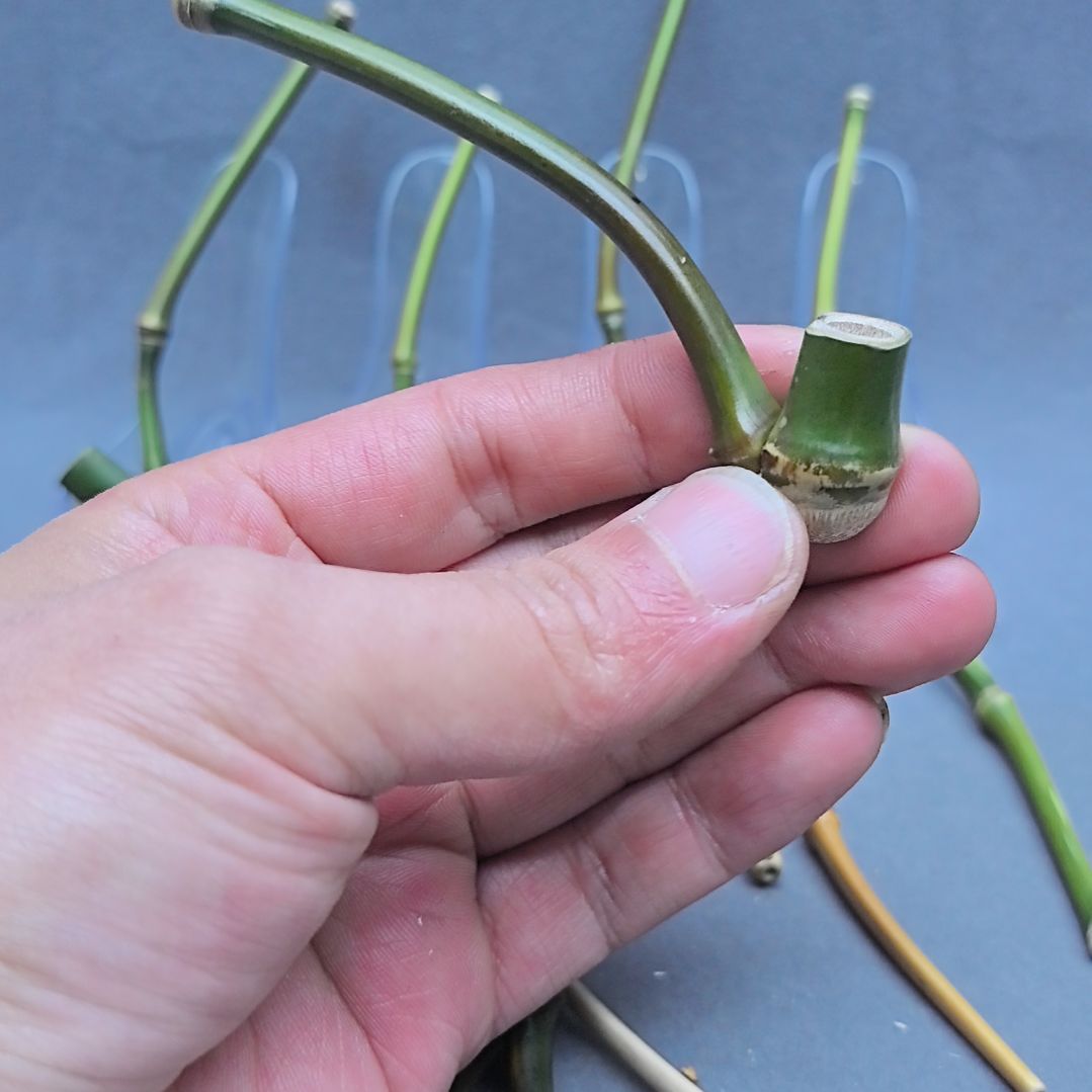 乱***秋小竹子烟斗，粗中细可以用