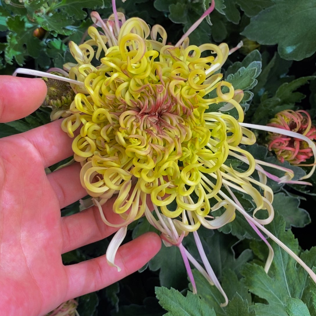 大部分花苞少量开放绿色丝菊