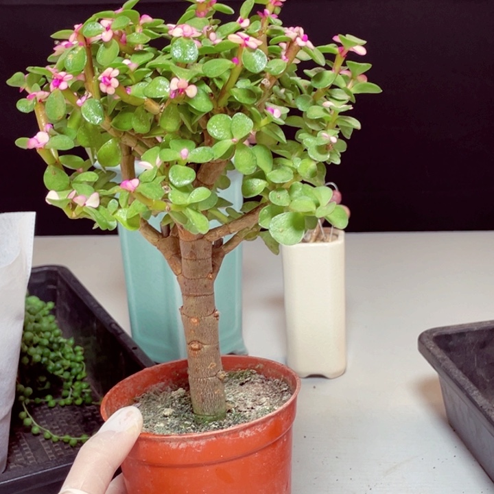 金枝玉液样品1颗带盆