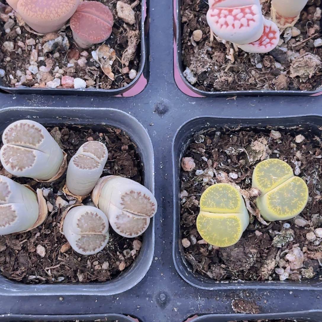 精品生石花多肉植物