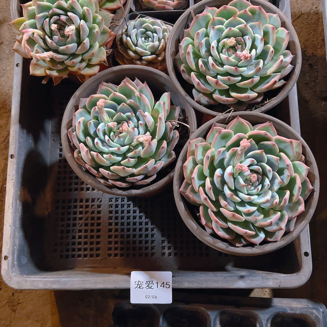 直播福利一物一拍145