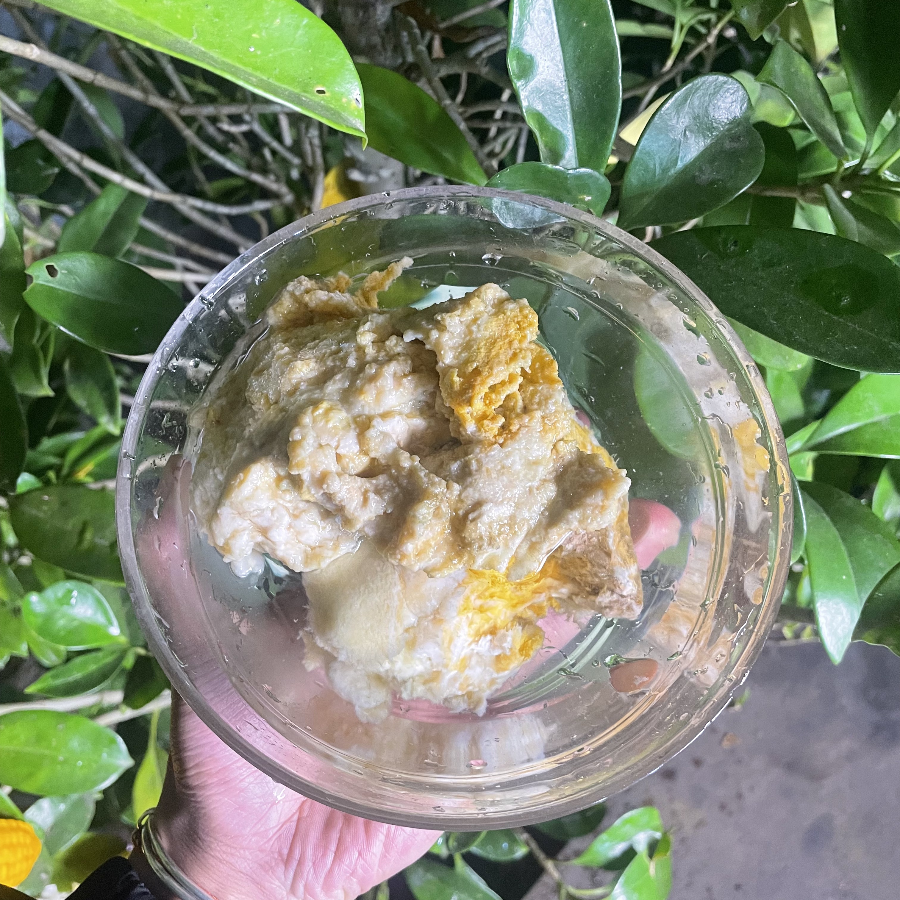 1【天-然-石-太-岁】净含量50g-1500g【阿虎现收】菌