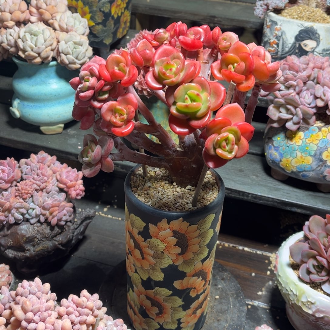 白月光朵朵缀自然群