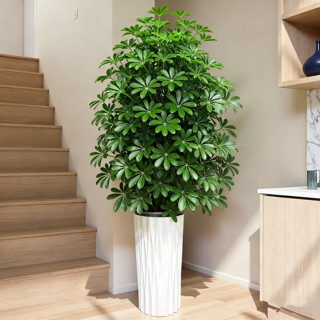 【送货上门】110-130cm鸭脚木盆栽室内好养绿植物净化空气去除甲醛