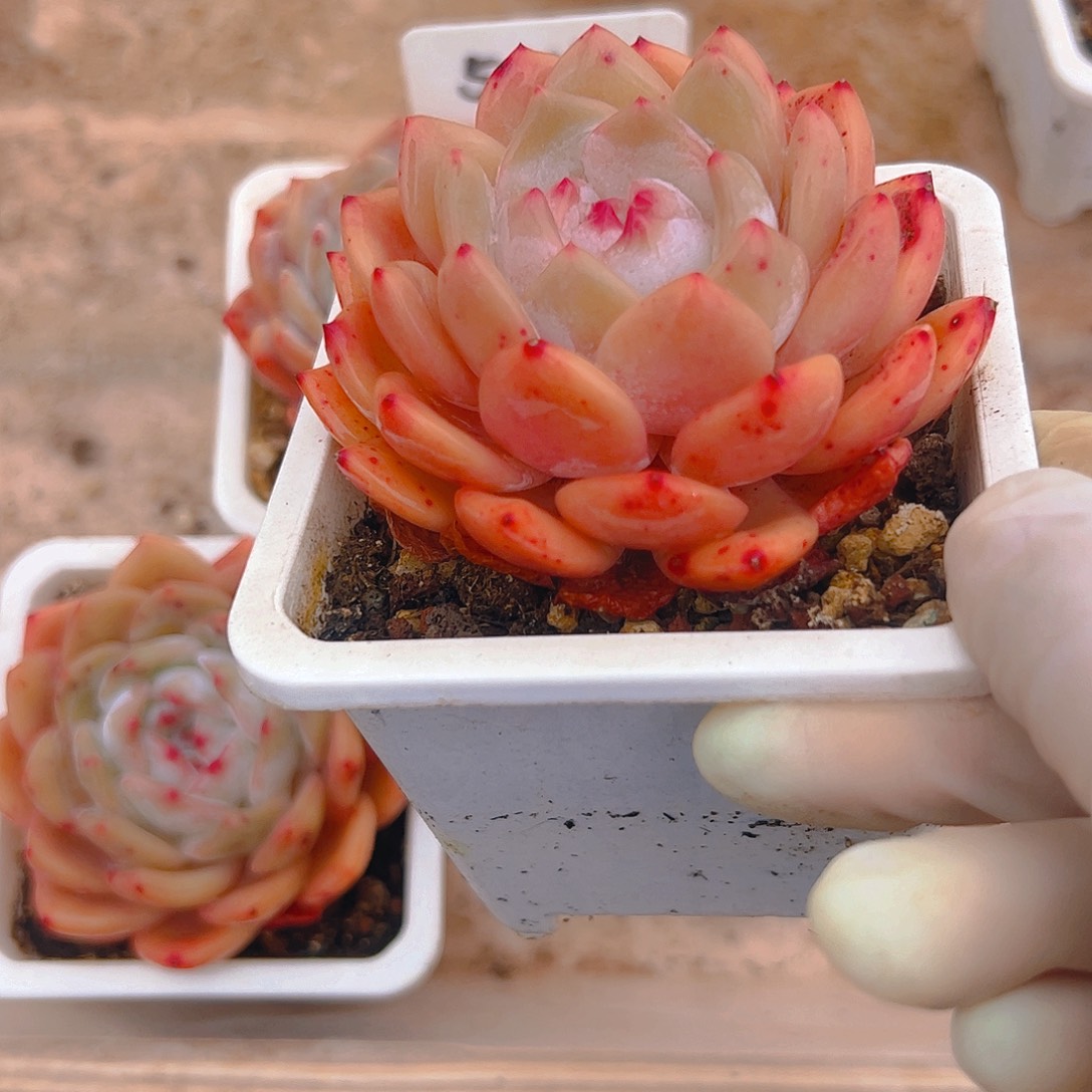 雪天使5117号三颗套餐