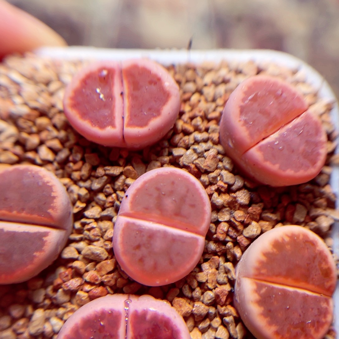 560号带刺破包邮发货