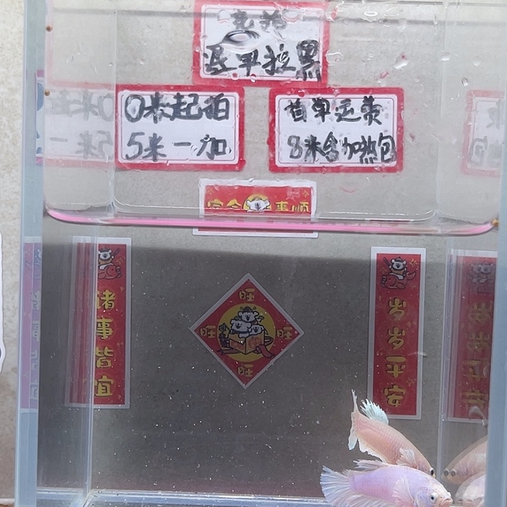 斗鱼泰国斗鱼母鱼混养不分公母