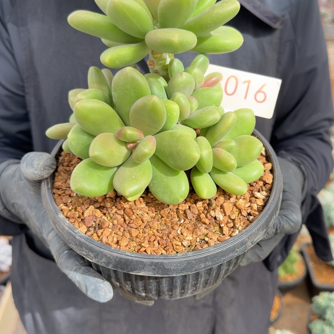 不***瓜3016。         芒果奶群