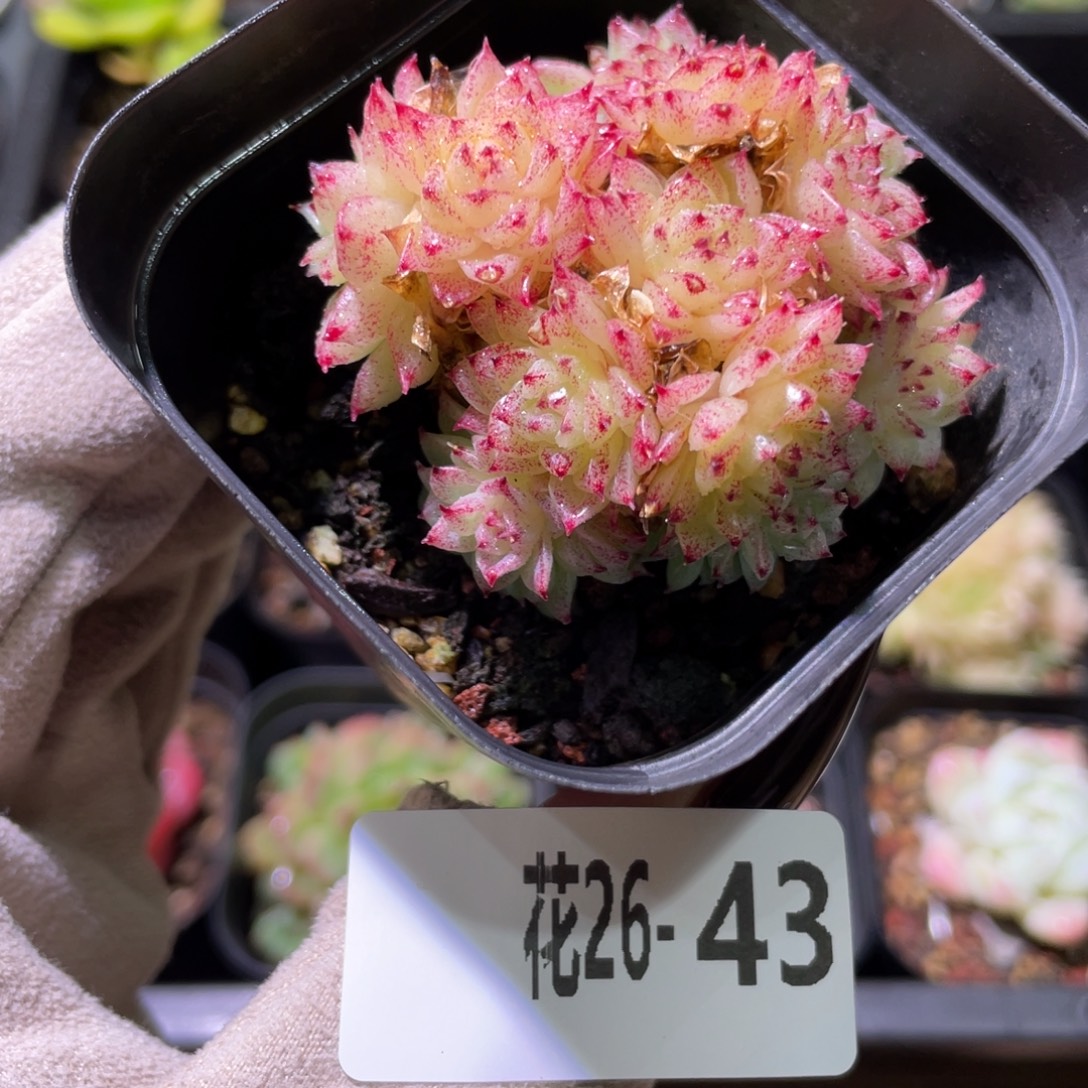 花利美26-43麦秆群