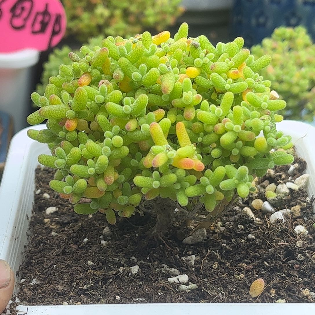 22蜜桔优选枝干番杏