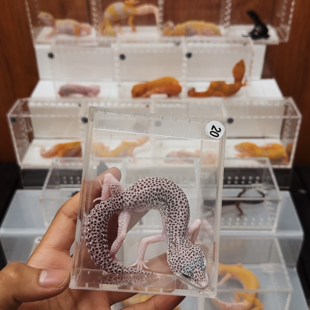 豹纹守宫银河成体母