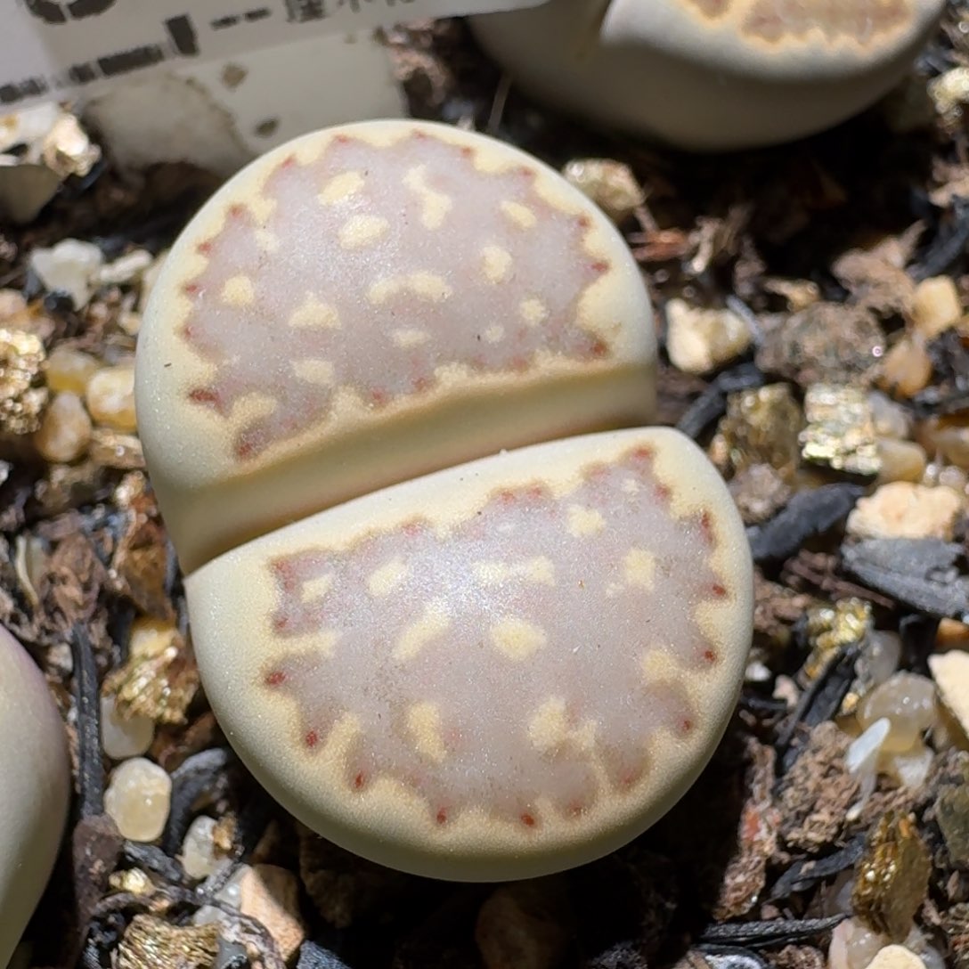 Sss清仓便宜出560