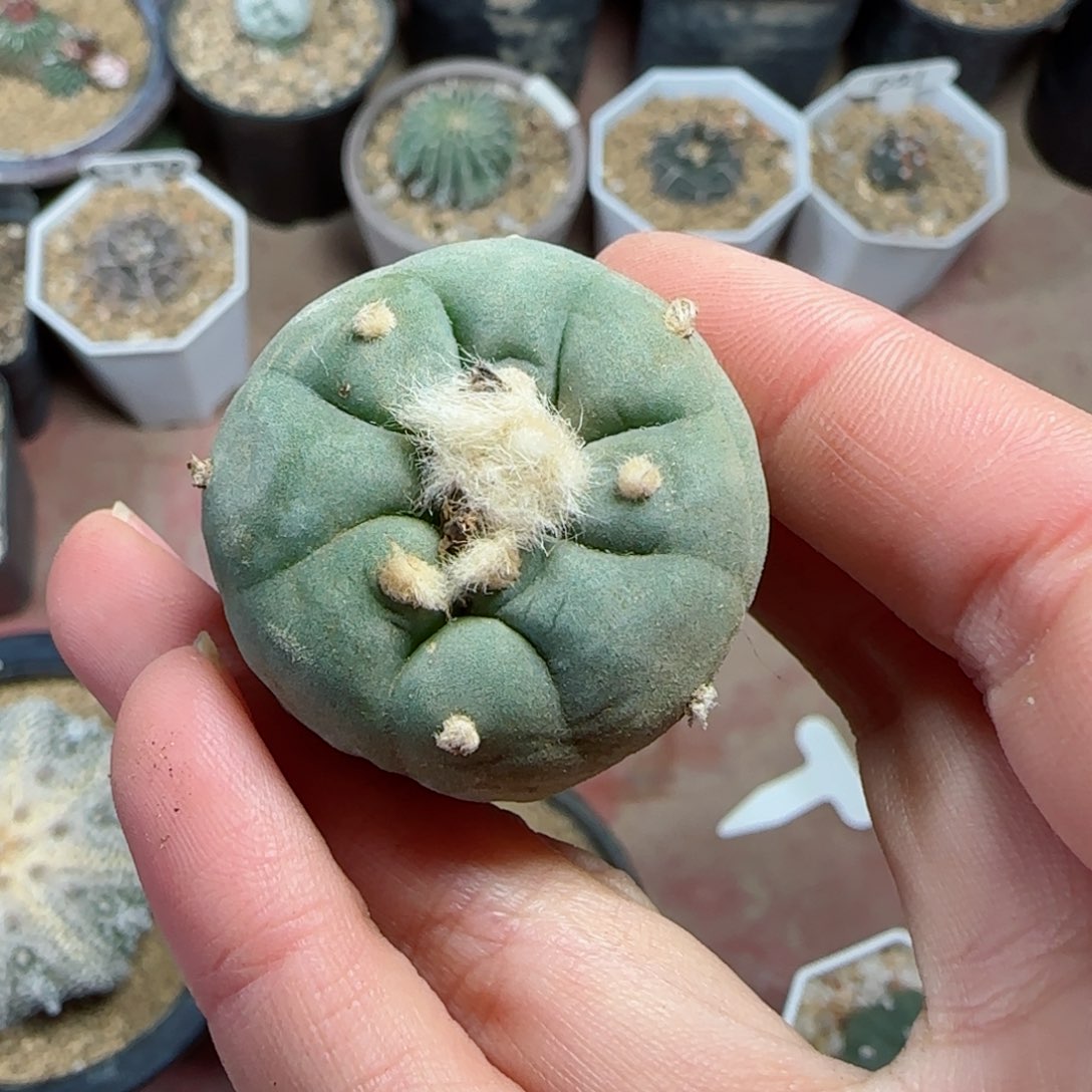 521实生草球多肉