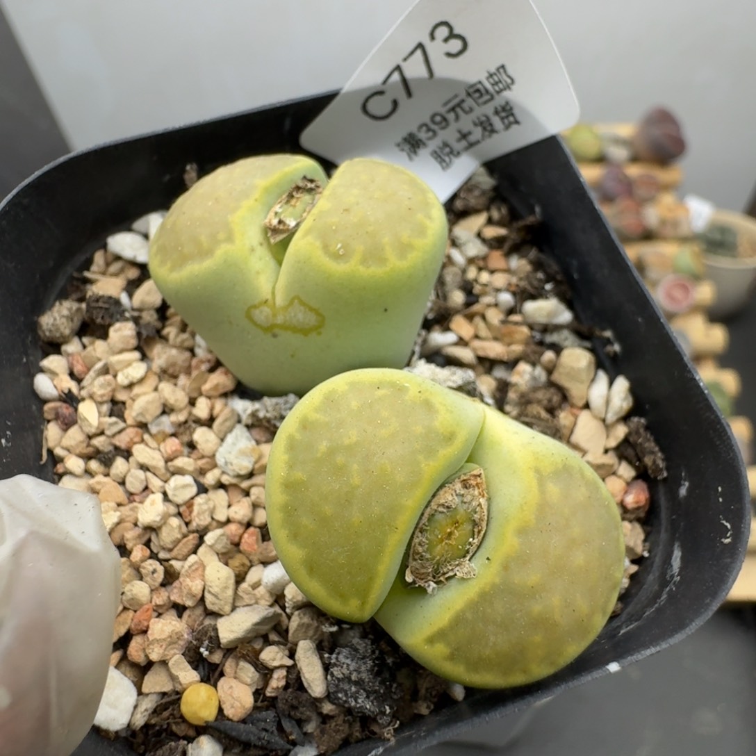 773哈哈哈哈哈哈哈哈哈哈