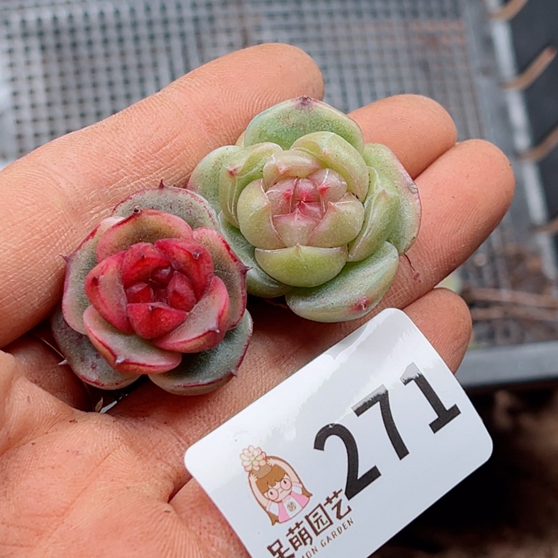 多肉植物多肉植物