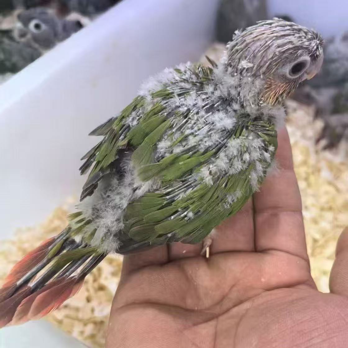 【顺丰包邮】半毛宠物手养可学舌互动放飞的亲人鹦鹉