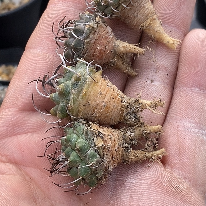 99娇丽升云龙四个一盆