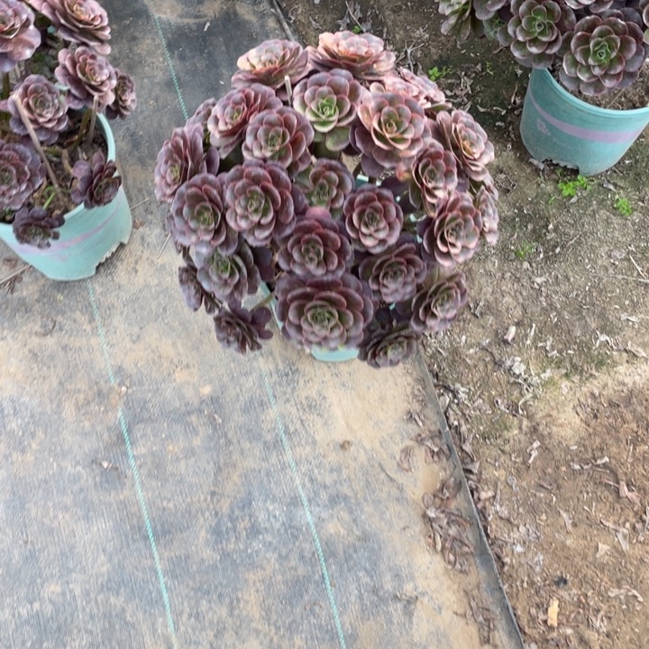 119魅金多肉多肉植物