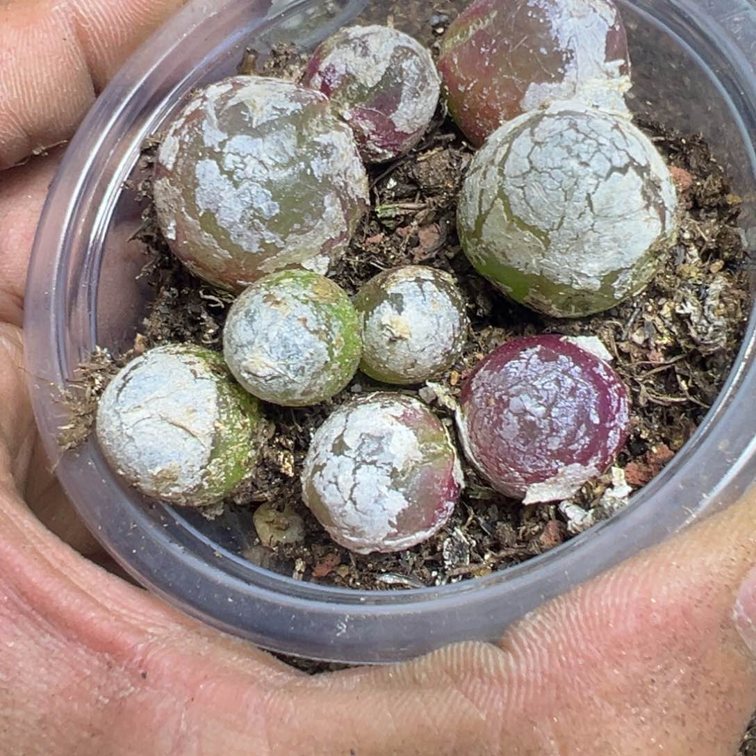 【闪购商品】 525。  