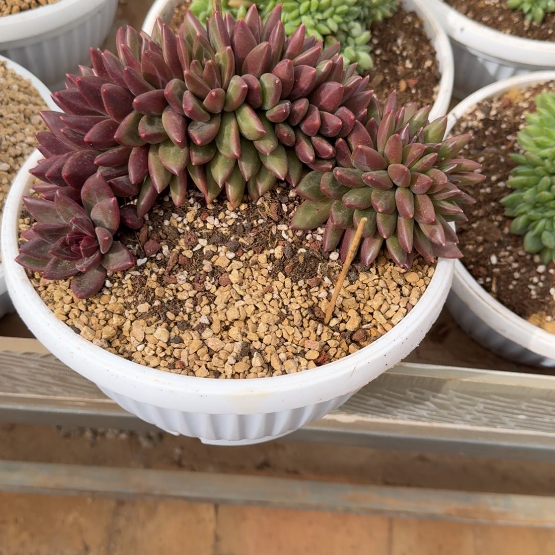 和***玉寄养在他身边是什么