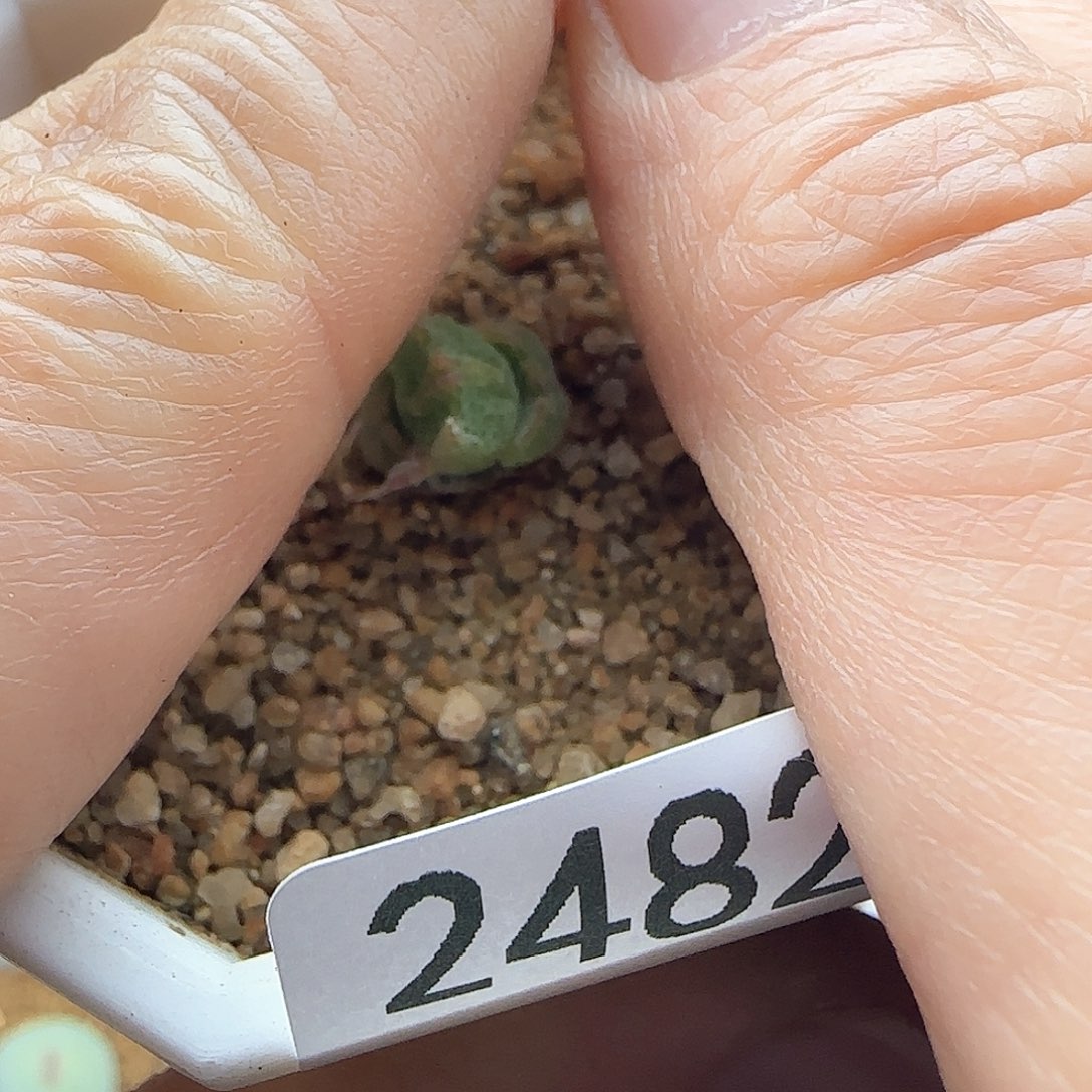 好****我年后脱土发货24826