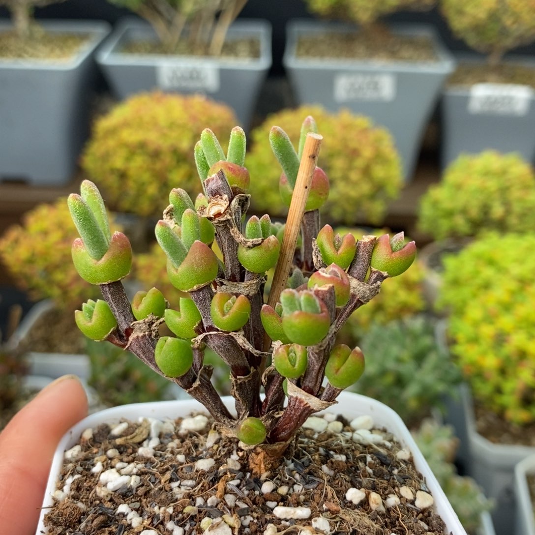 0522枝干兔子 。      