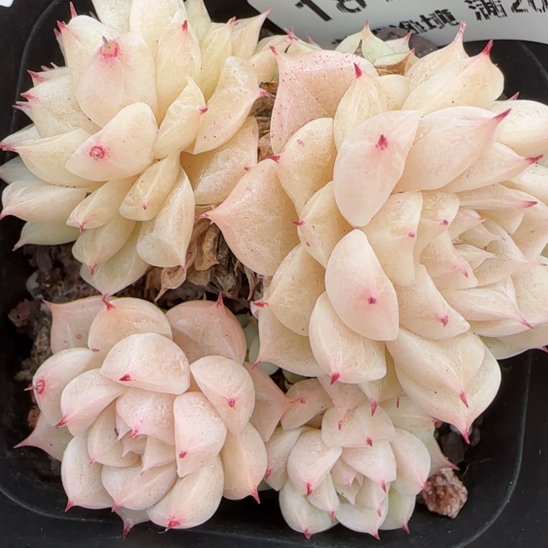 花语逸镜0208-181