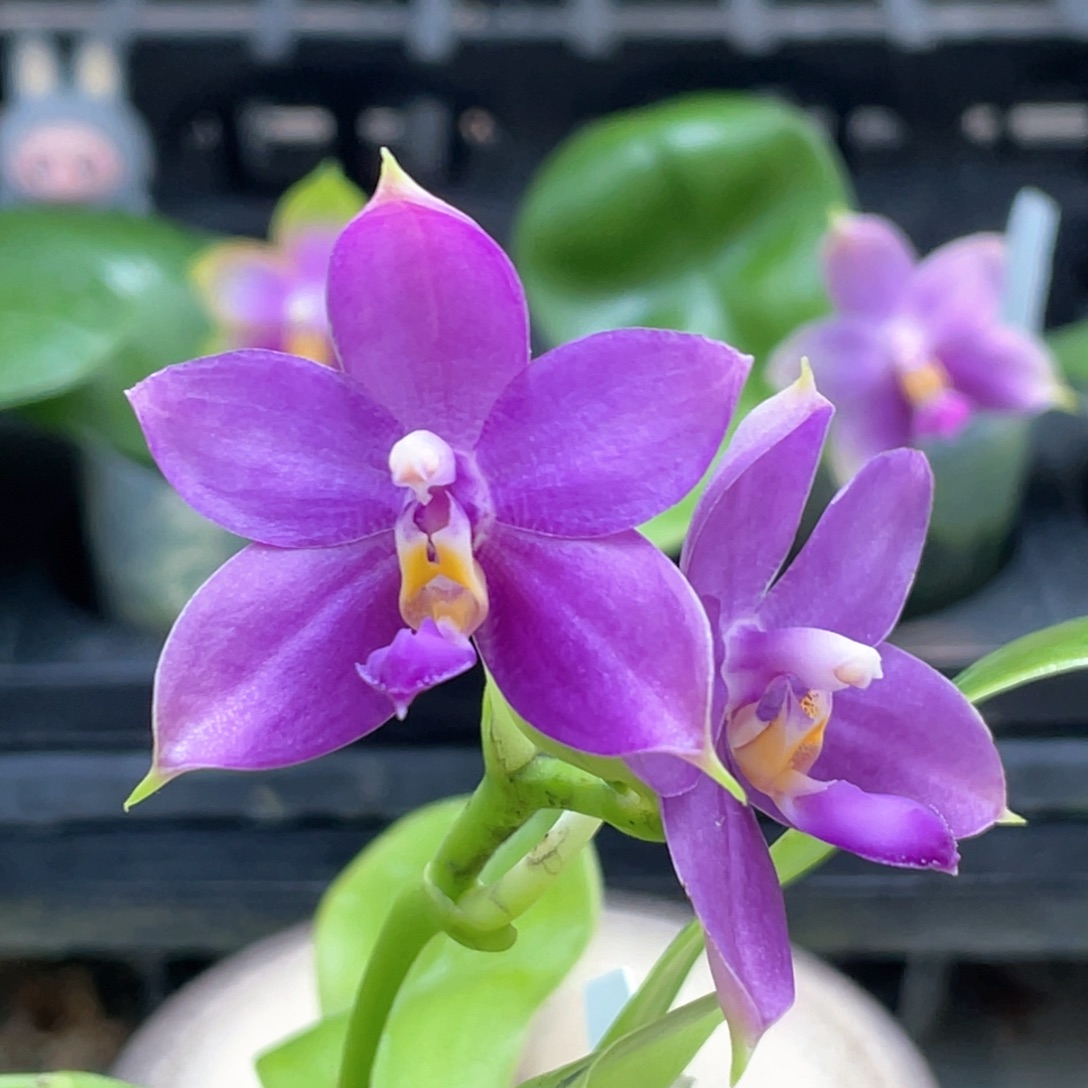 完全开放66666666