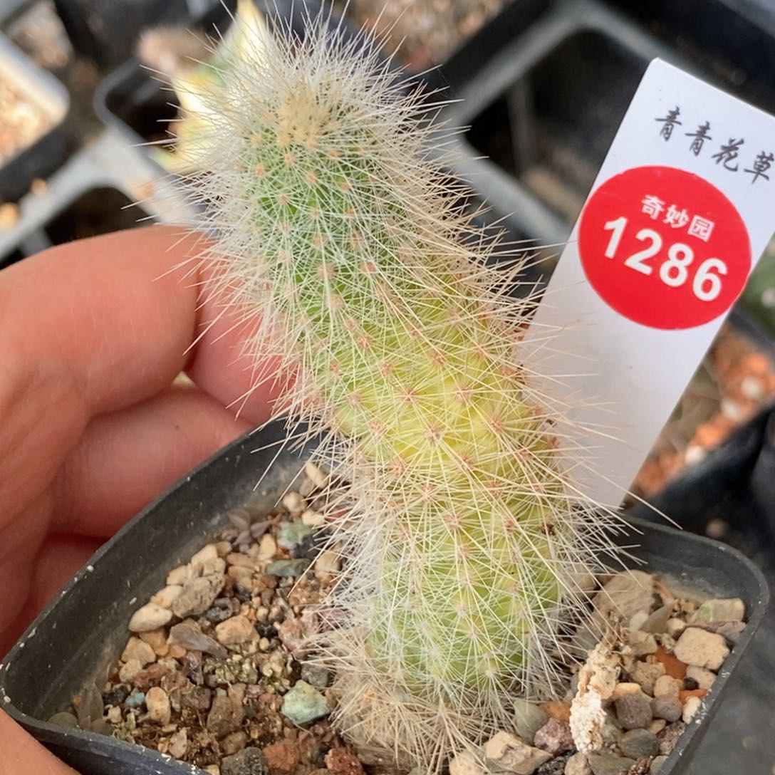 黄体白毛虾一棵仙人球