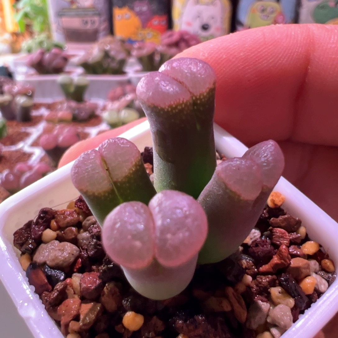 0556，韩系风铃，肉锥植物