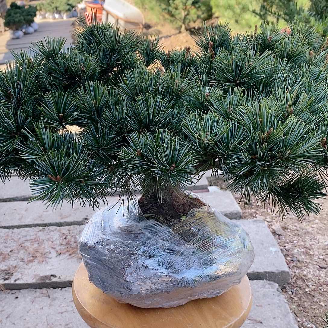 【闪购商品】无花朵皓**鸿