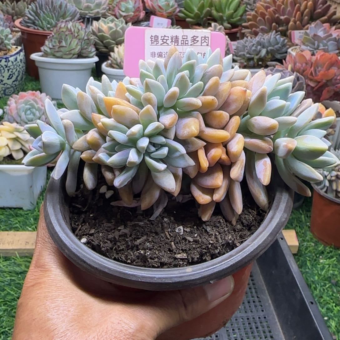 锦安精品多肉植物244