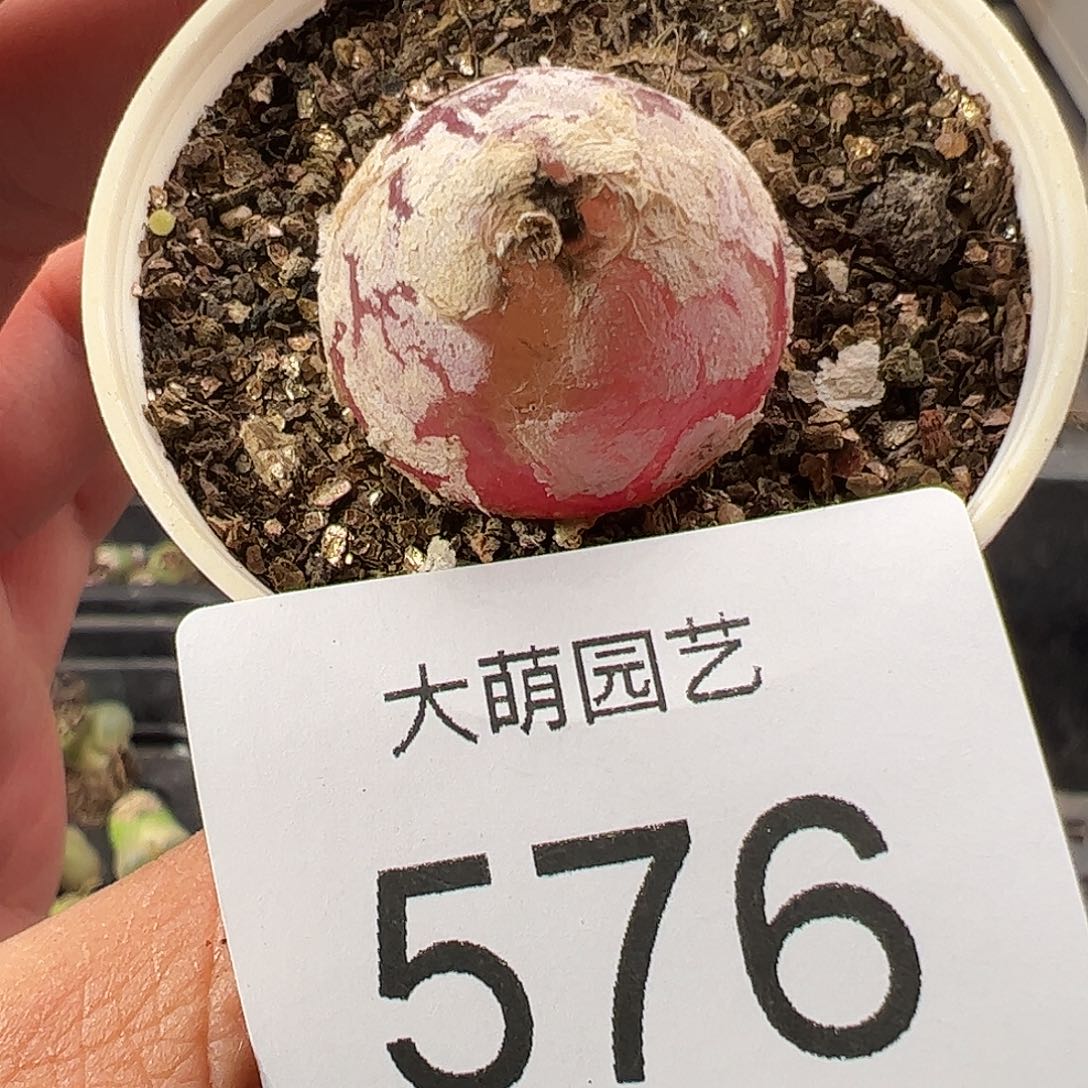 一物一拍带盆土发。576