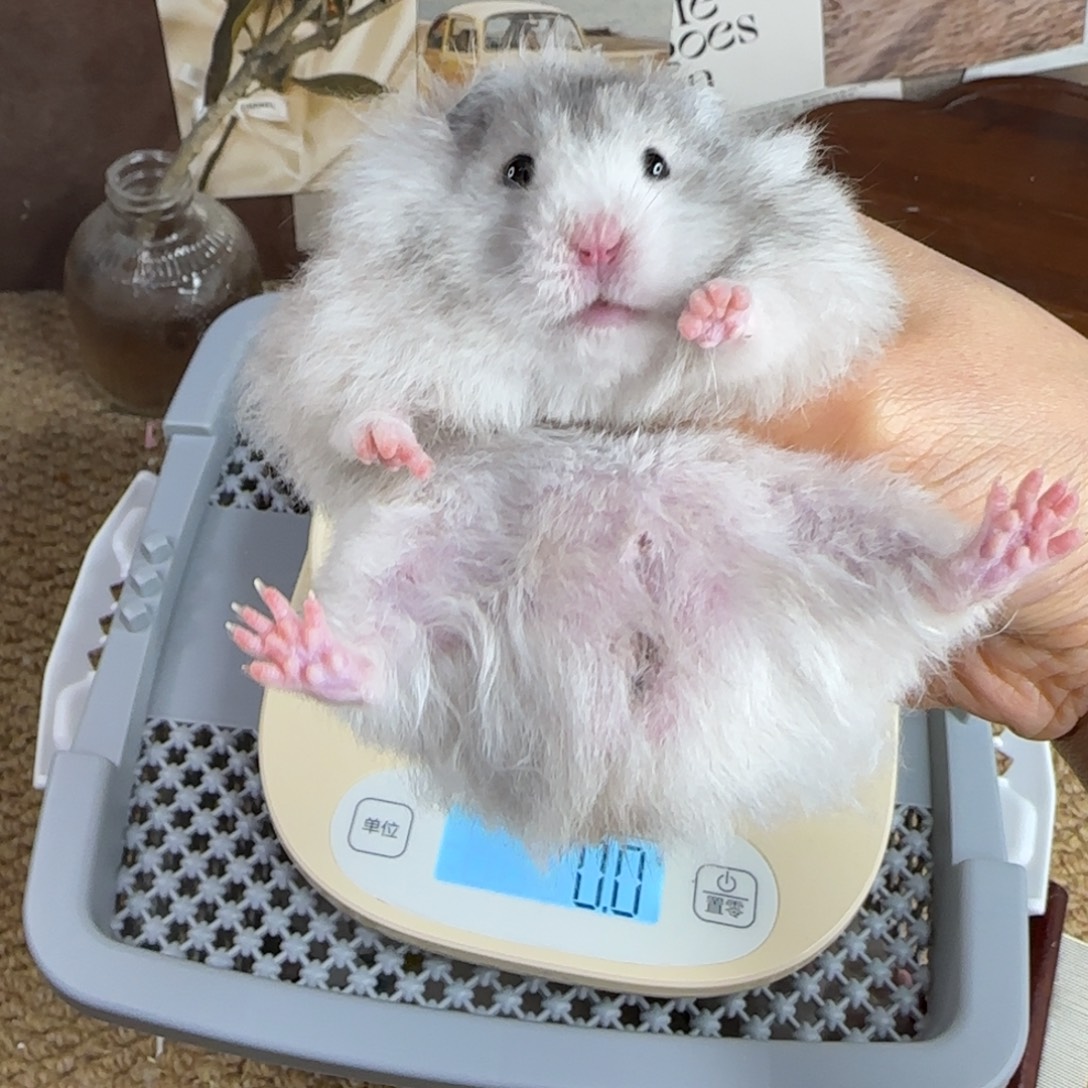 黑波弟弟8.08生日