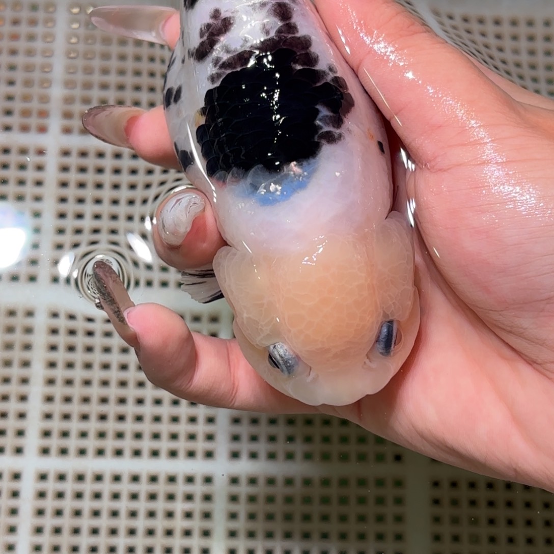 －***－金鱼拍包装包邮，不拍包装运费到付