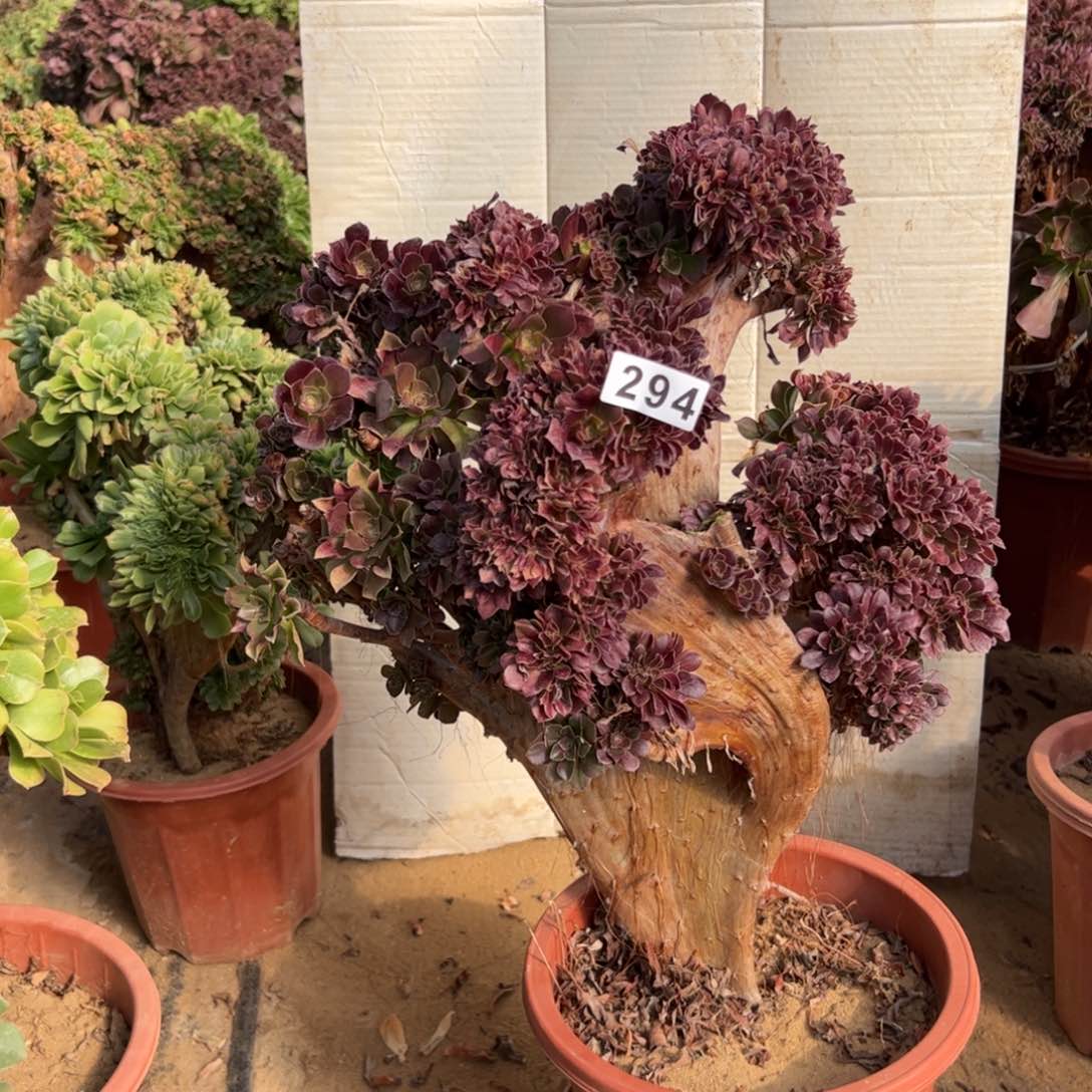 伤多玫瑰294一颗