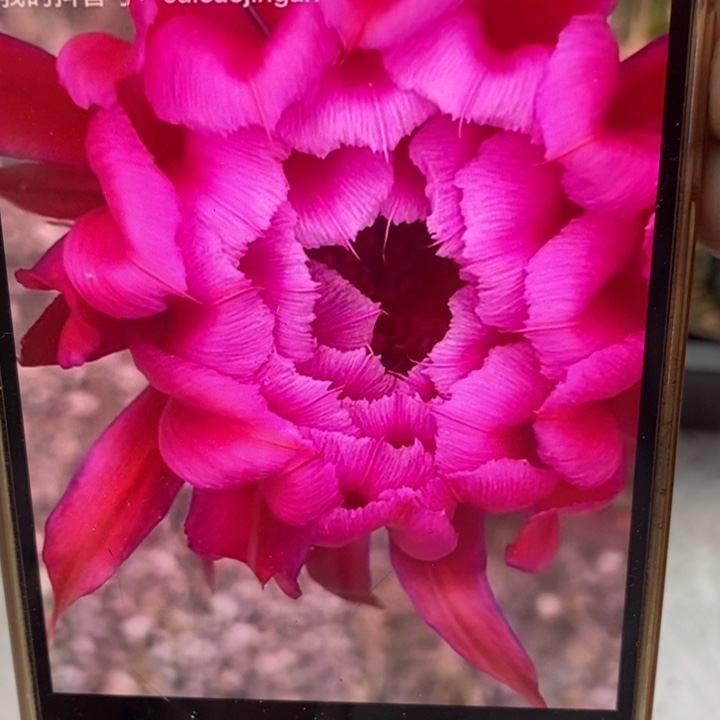 彩草新牡丹带根6.5公分左右瑕疵