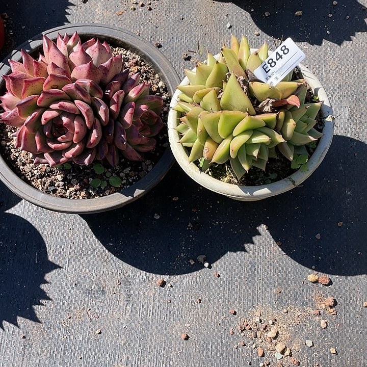 无花朵若如东云单拍E848