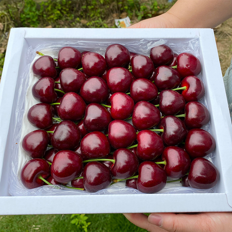 【金标大牌】智利进口空运车厘子4J净重2/5斤京东/顺丰内附果径卡