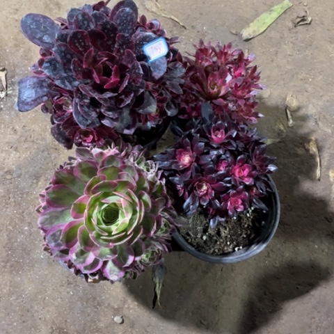 758多肉植物组合