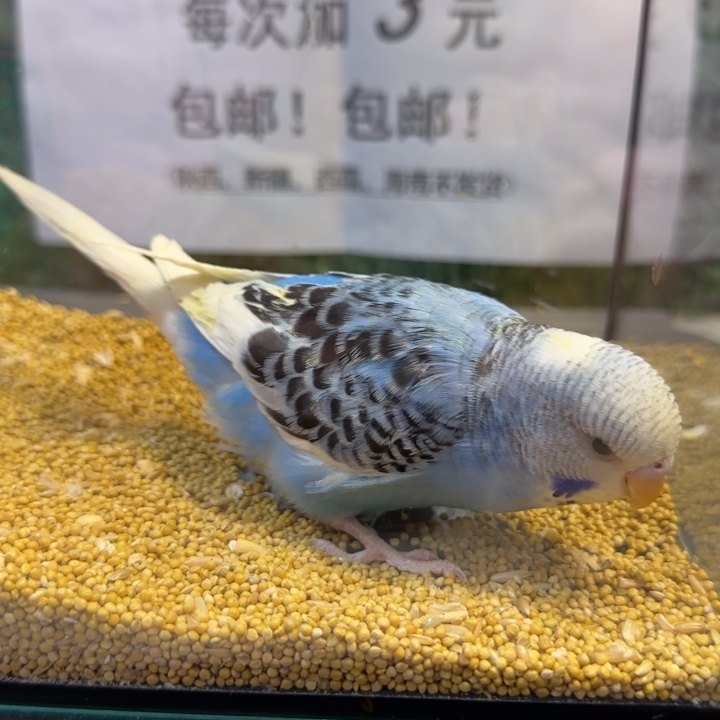 虎皮鹦鹉大头虎皮鹦鹉