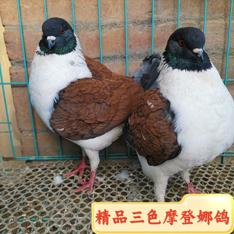鸽子活的一对观赏鸽三色摩登娜种鸽幼鸽一对公母特大元宝鸽宠物鸽