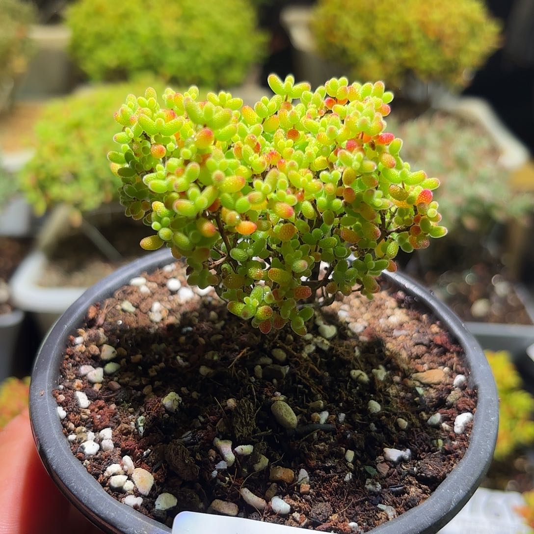 枝干番杏密橘糖球H775