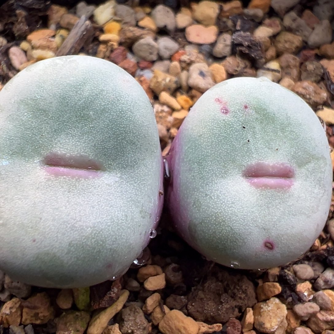 208双头嘴杂一棵特