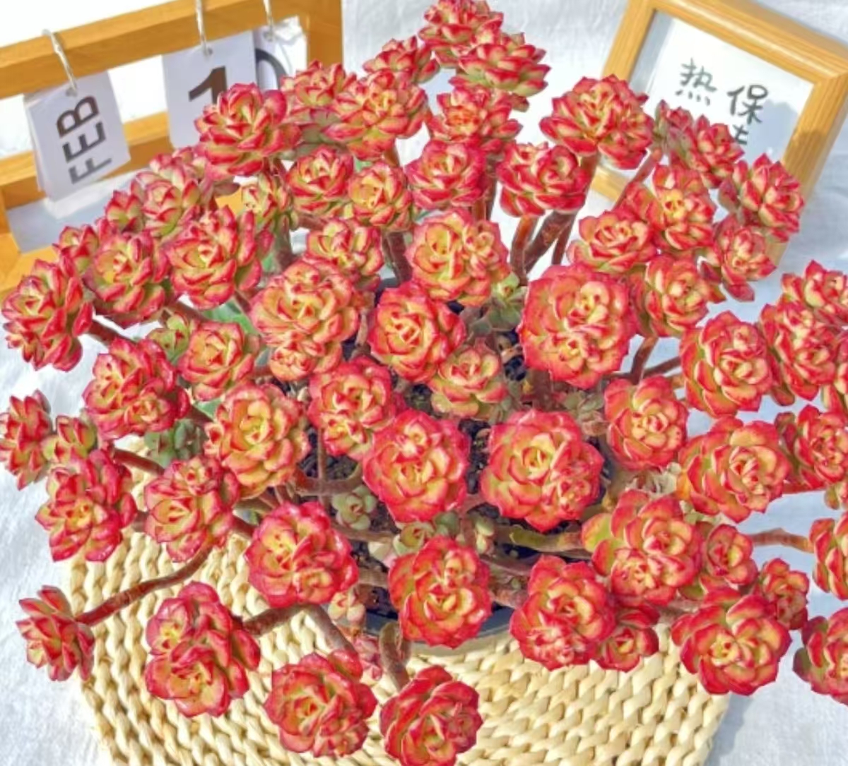 Y大老桩艾格里斯玫瑰【元旦迎新】【年宵纳福】多肉植物 带盆带土